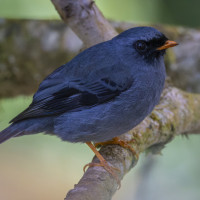 Black-faced Solitaire
